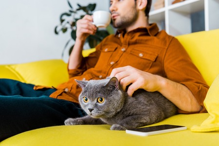 selective focus of smartphone, british shorthair cat and man with coffee on sofaの写真素材
