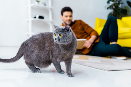 selective focus of british shorthair cat and man with book on floorの写真素材