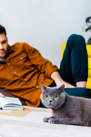 selective focus of grey british shorthair cat and man with book on floorの写真素材