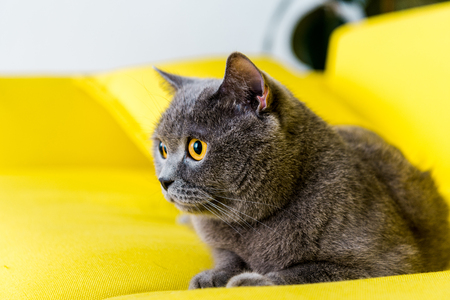 grey british shorthair cat lying on yellow sofaの写真素材