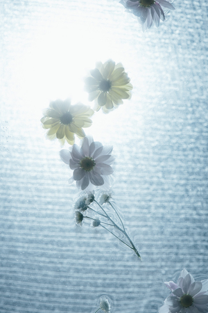 close up of white and yellow flowers on water with sunlight