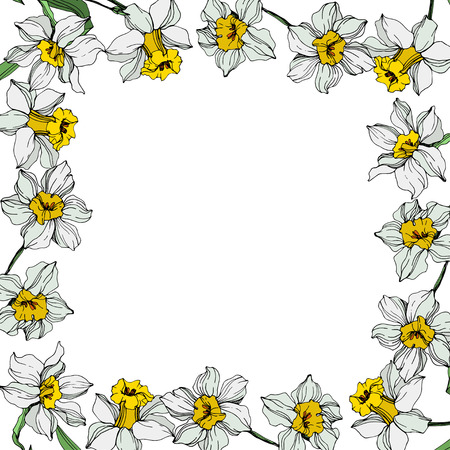 Vector White narcissus floral botanical flower. Wild spring leaf wildflower isolated. Engraved ink art on white background. Frame border ornament square.のイラスト素材