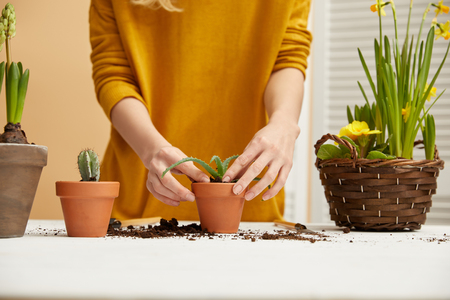 cropped view of gardener in sweater planting aloe in flowerpotの写真素材