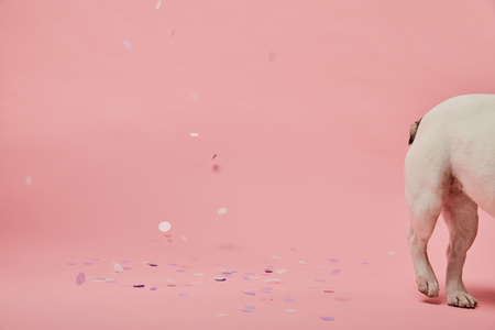 cropped view of white dog on pink background with confettiの写真素材