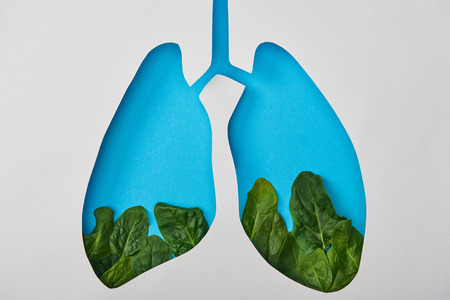 top view of lungs model with leaves isolated on whiteの写真素材