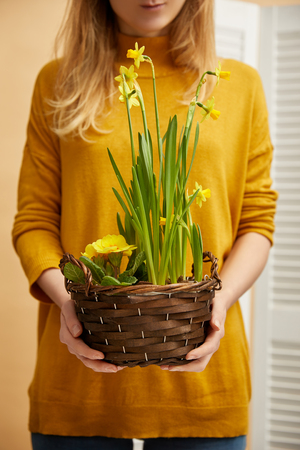 cropped view of woman in sweater holding daffodilsの写真素材