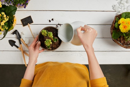 cropped view of woman in yellow sweater watering hyacinth with jugの写真素材