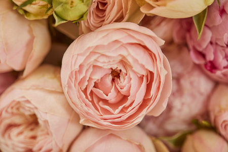 close up of pink peonies with selective focusの写真素材