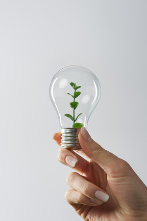 cropped view of woman holding light bulb with green plant on white backgroundの写真素材