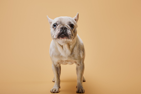 white french bulldog with dark nose on beige backgroundの写真素材