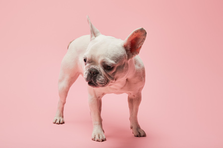 french white bulldog with dark nose on pink backgroundの写真素材