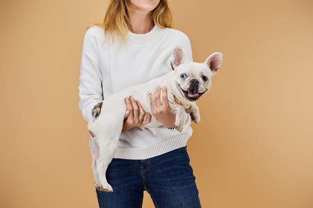 cropped view of woman in white sweater holding french bulldog on beige backgroundの写真素材