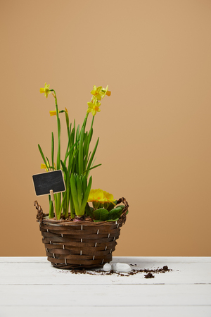 yellow daffodils in braided flowerpot on white tableの写真素材