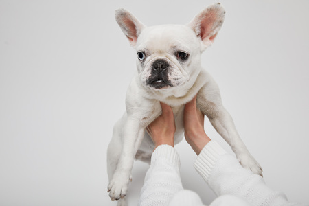 cropped view of female hands holding french bulldog on white backgroundの写真素材