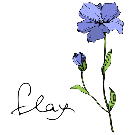 Vector Blue Flax floral botanical flower. Wild spring leaf wildflower isolated. Engraved ink art. Isolated flax illustration element on white background.の写真素材