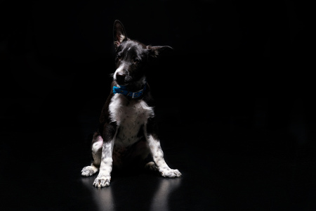 cute dog in blue collar isolated on blackの写真素材