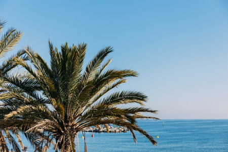 scenic view of lush palm tree and blue sea, barcelona, spainの写真素材