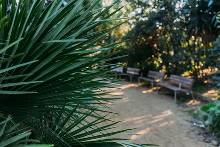 selective focus of green palm leaves in parc de la ciutadella, barcelona, spainの写真素材
