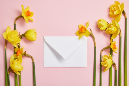 top view of beautiful yellow daffodils arranged on sides of white postal envelope on pinkの写真素材
