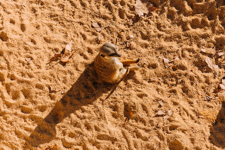 funny suricate sitting on sand on sunlight in zoo, barcelona, spainの写真素材