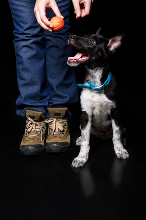 cropped view of woman in jeans holding orange ball near mongrel dog isolated on blackの写真素材
