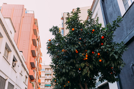 urban scene with orange tree and multicolored houses, barcelona, spainの写真素材