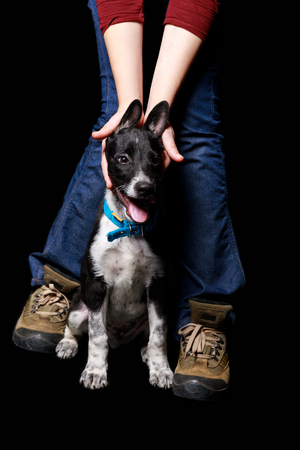 cropped view of woman in jeans playing with mongrel dog in collar isolated on blackの写真素材
