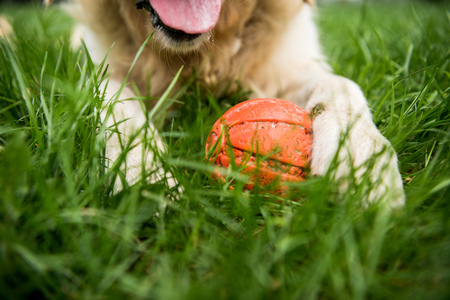 partial view of golden retriever dog lying with rubber ball on green lawnの写真素材
