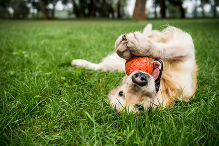 selective focus of golden retriever dog playing with rubber ball on green lawnの写真素材