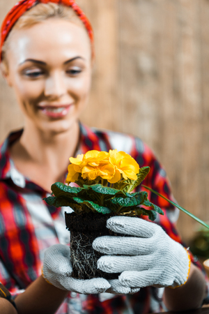 selective focus of pot with flowers in hands of smiling womanの写真素材
