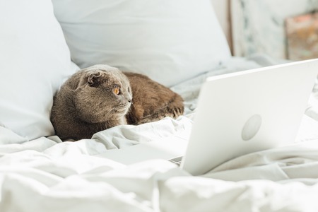 cute scottish fold cat lying in bed with laptop at homeの写真素材