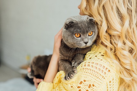 back view of girl in knitted sweater holding adorable scottish fold catの写真素材