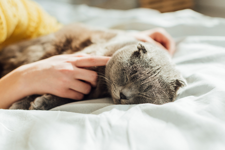 partial view of young woman holding scottish fold cat at homeの写真素材