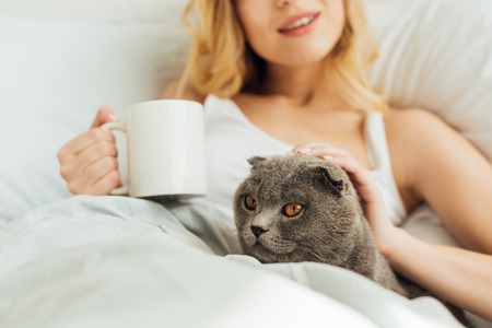 cropped view of young woman with cup of coffee lying in bed and stroking scottish fold catの写真素材