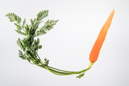 slice of bright ripe carrot with green leaves on grey backgroundの写真素材