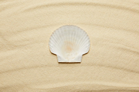 top view of seashell on sandy beach in summertime