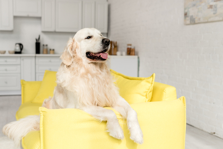 cute golden retriever lying on yellow sofa and looking awayの写真素材