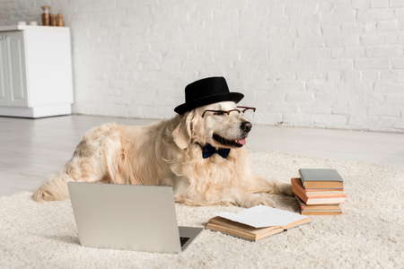 cute golden retriever in bow tie, glasses and hat lying on floor with laptop and booksの写真素材