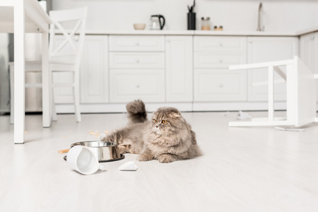 cute and grey cat lying on floor and looking away in messy kitchenの写真素材