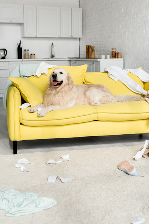 cute golden retriever in lying on bright yellow sofa in messy apartmentの写真素材