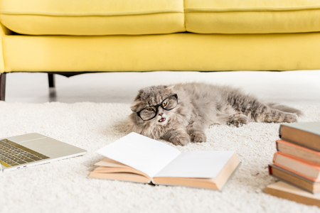cute grey cat in glasses lying on floor with laptop and booksの写真素材