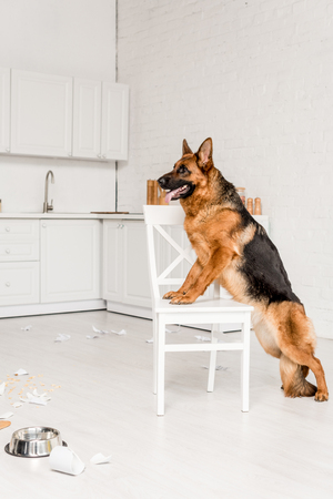 side view of cute German Shepherd standing on white chair in messy kitchenの写真素材