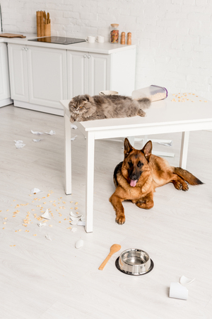 cute and grey cat lying on white table and German Shepherd lying on floor in messy kitchenの写真素材