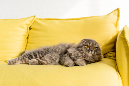 cute and grey cat lying on bright yellow couch and looking away in apartmentの写真素材