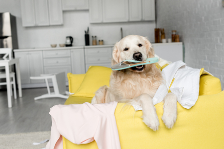 cute golden retriever lying on yellow sofa and holding slipper in messy apartmentの写真素材