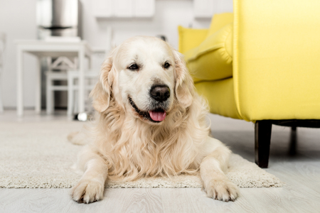 cute golden retriever lying on floor and looking away in kitchenの写真素材