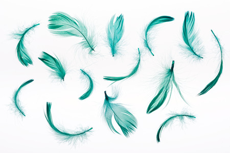 seamless background with green lightweight feathers isolated on whiteの写真素材