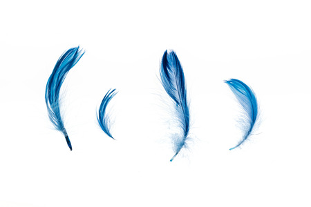 blue bright lightweight four feathers isolated on whiteの写真素材