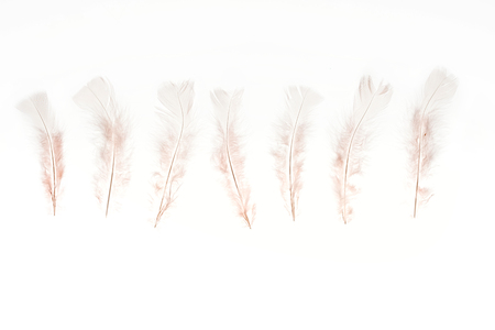 row of beige lightweight feathers isolated on whiteの写真素材