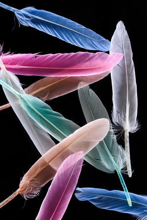 row of bright soft colorful  feathers isolated on blackの写真素材